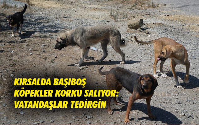 SonHaberSamsun's tweet image. samsunsonhaber.com/haber/5569753/… #BaşıboşKöpekler #VatandaşlarıTedirginEdiyor #samsun