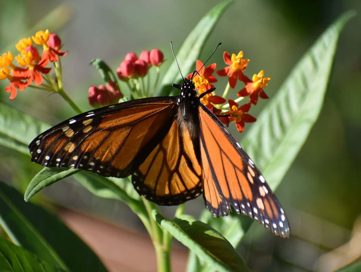 Happy Thursday☕️☕️... 
#mygarden #FlowersOnX #GardeningX #monarch