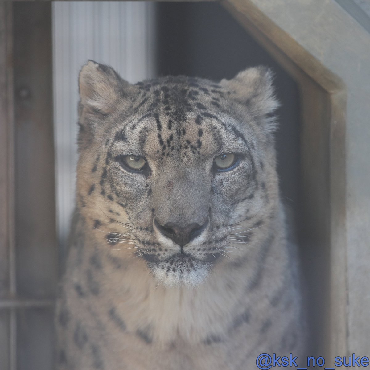 父親は違うけど同腹兄弟なだけあってやっぱりよく似てる
①カーフ(母ユキ・父シンギズ)
②ユキチ(母ユキ・父ヴァルデマール)
#ユキヒョウ #snowleopard