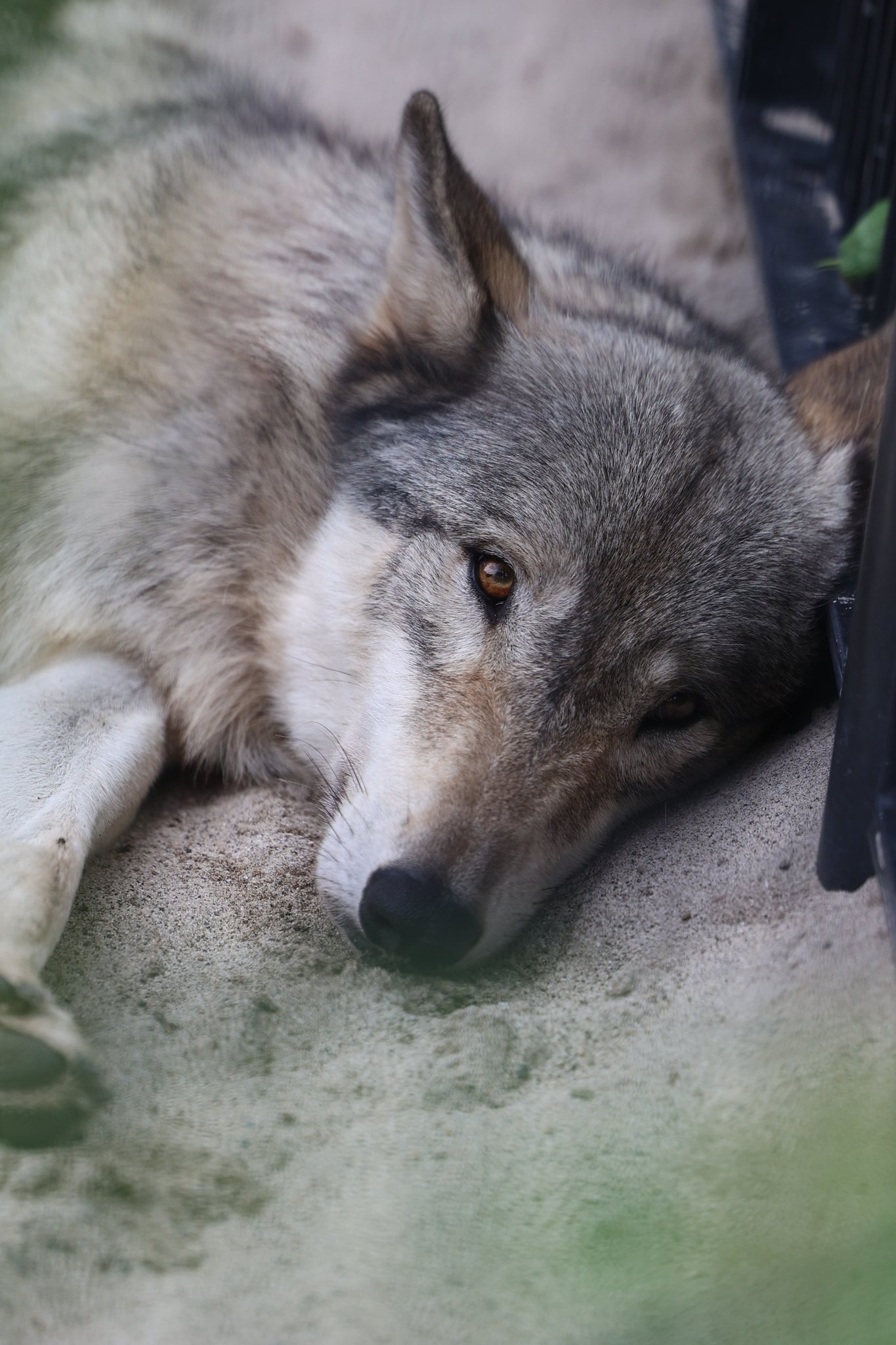 ぐれいうるふ (@ookami_graywolf) / X