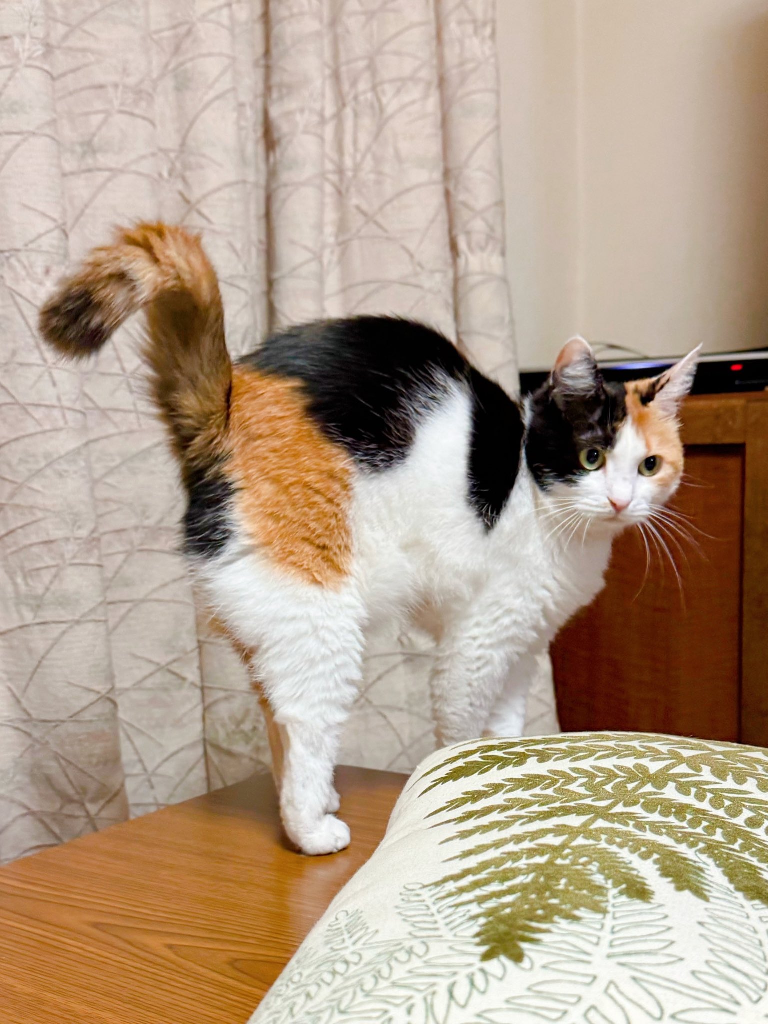 三毛猫みたらし on X: 