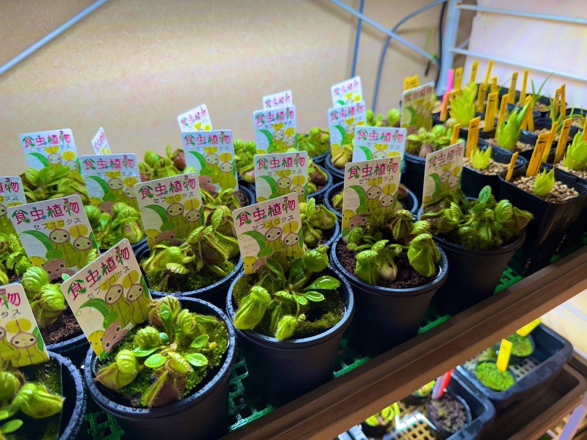 食虫植物　お知らせ用 食虫植物の土0.6リットル入り 5個セット の通販 | 園芸ネット