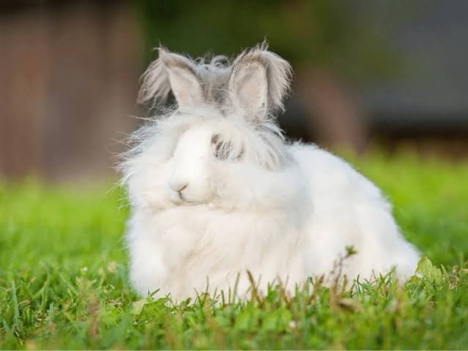 ややこ (@sake_kakubari) on Twitter photo 