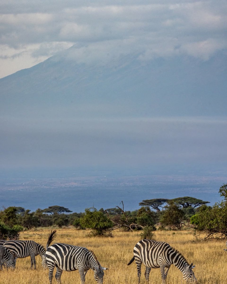 With Mt. Kilimanjaro as your backdrop, every moment here is a picture-perfect memory. 
📍Sentrim Amboseli Lodge, Amboseli National Park 
☎️ 0796 890 890 / 0781 890 890 
 📧reservations@sentrim-hotels.com
#Sentrim #sentrimamboseli #sentrimcastleroyal #sentrimtsavo