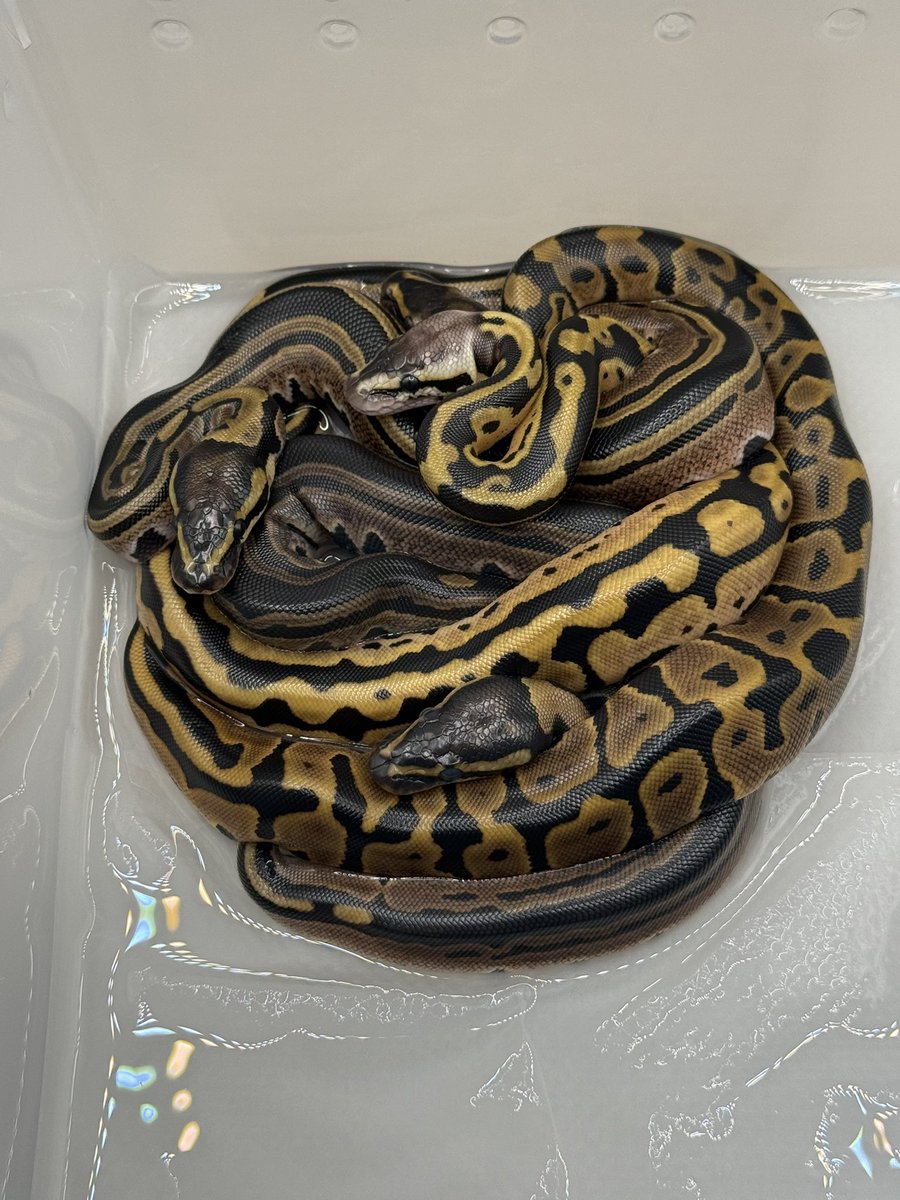 Python_regius44's tweet image. まもなくお脱ぎになります