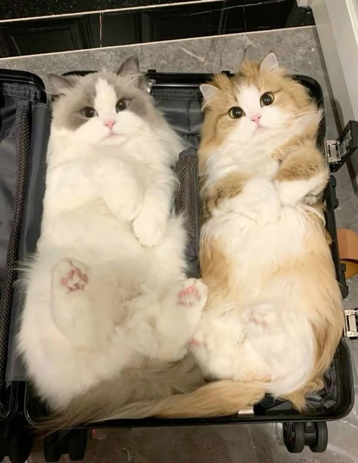 Twin 🥰