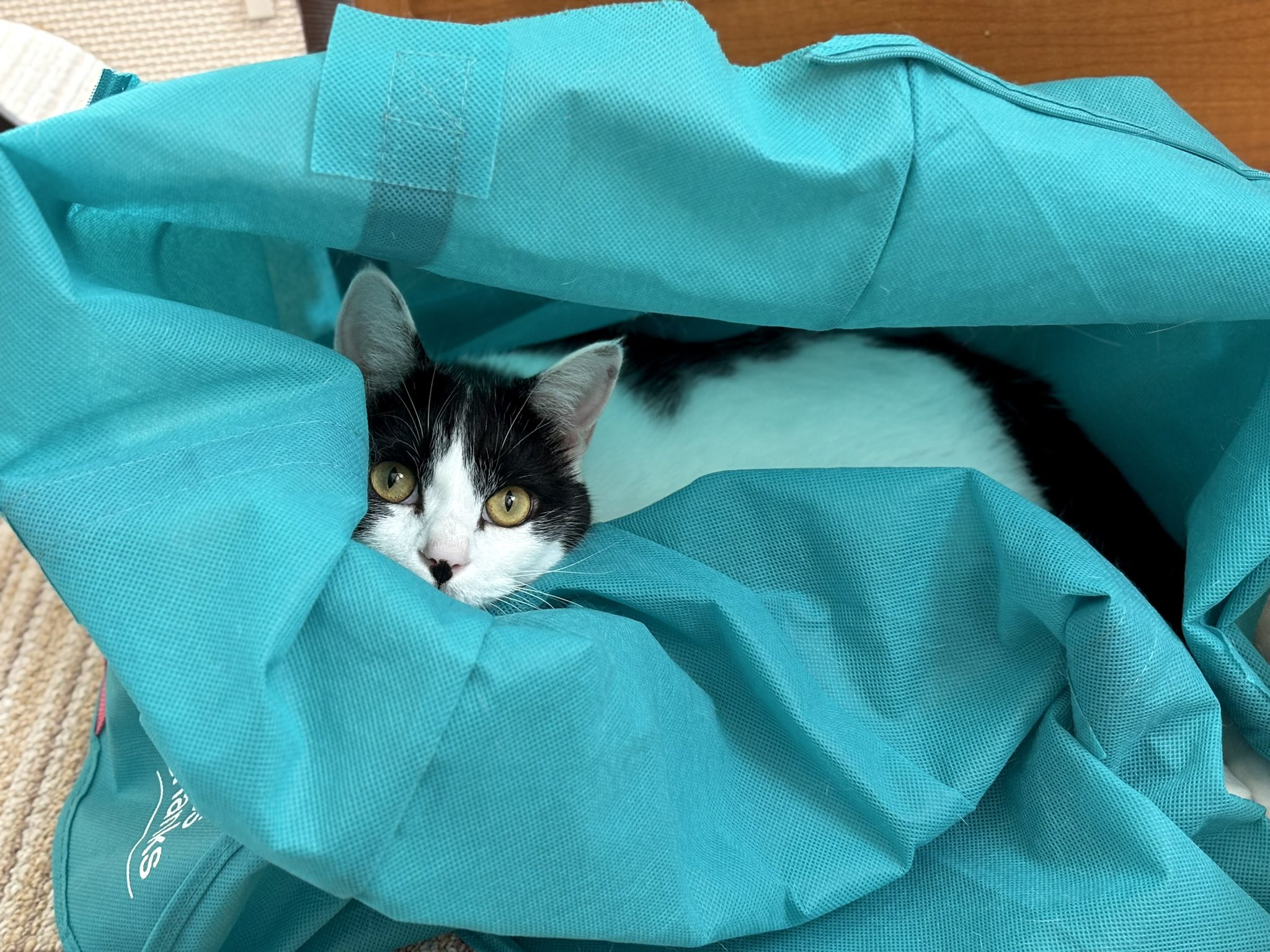 猫むすび ねこむすびのマンチカンたち | マンチカン専門キャッテリー