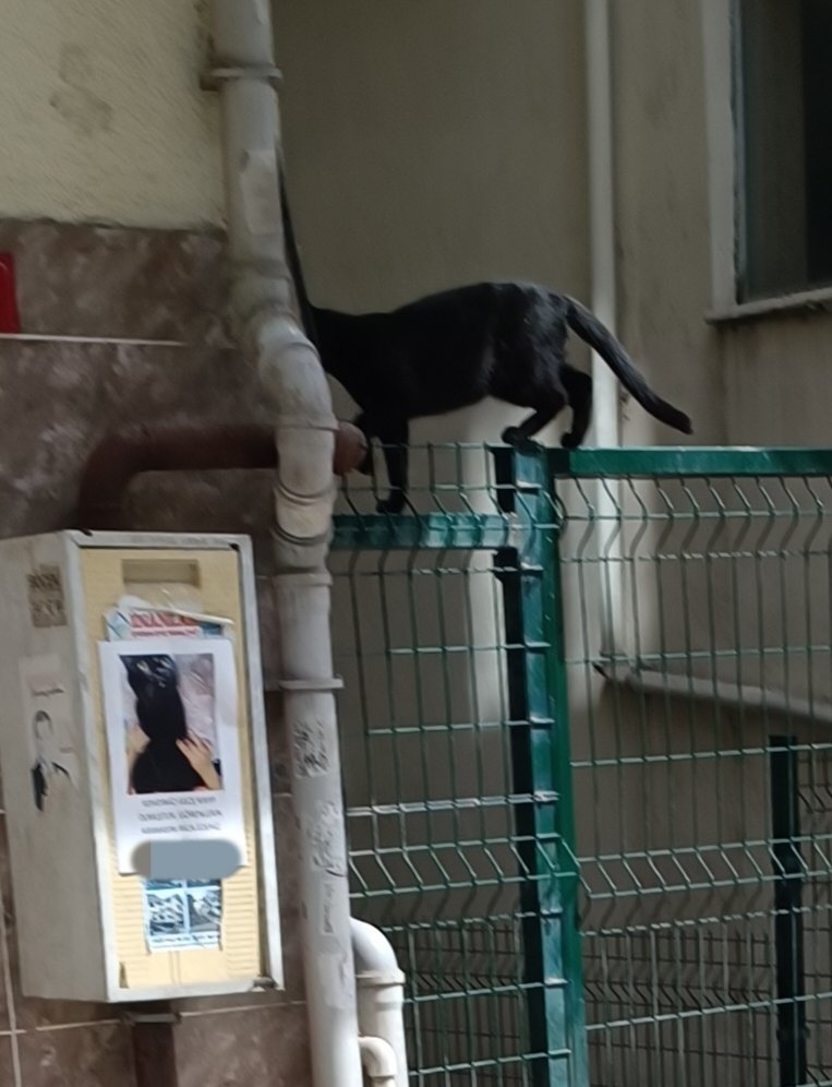 Simsiyah bir kedinin kayıp ilanını gördüm sabah sokakta, ilanın yanında da simsiyah bir kedi. 

Bu nasıl bir denk geliştir deyip aradım, çok sevindiler, birkaç fotoğraf çekip gönderdim ama onların kedisi değilmiş. 

Kedi de bana zaten dalga geçer gibi bakıyordu :))