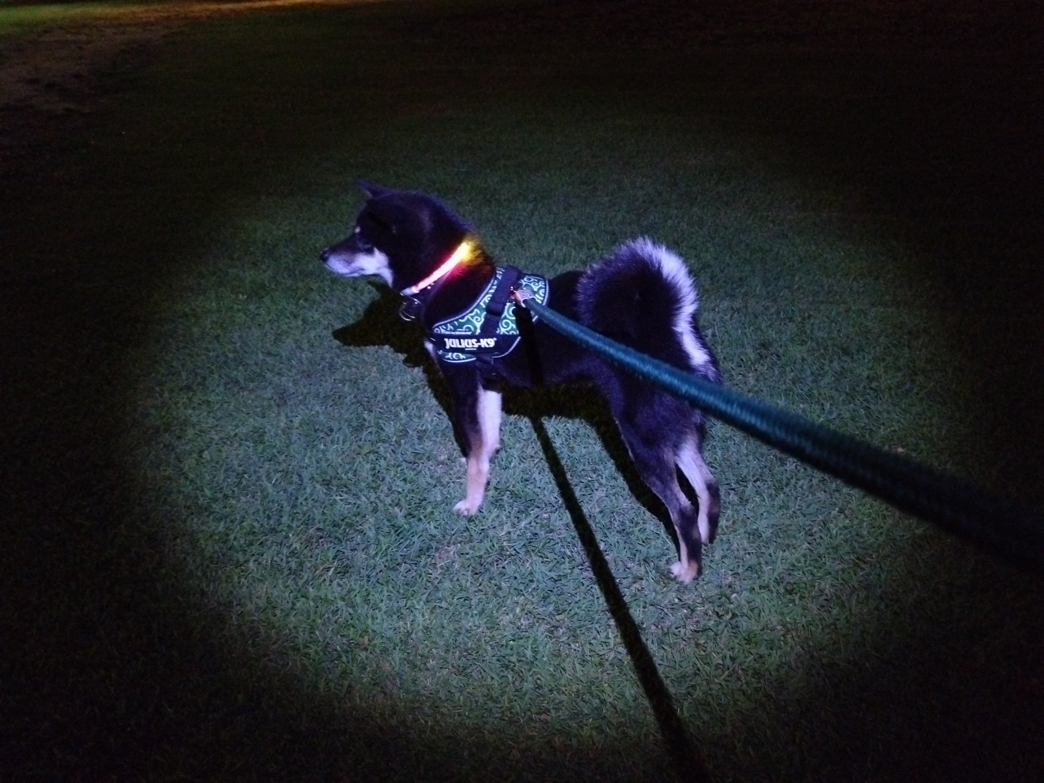 暑い日の犬 ネガティブ／MELTY DOG negative x0o0x_ 暑い日の犬 ネガティブ／MELTY DOG negative x0o0x_
