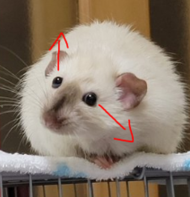 why i love rats, reason 1238019283: