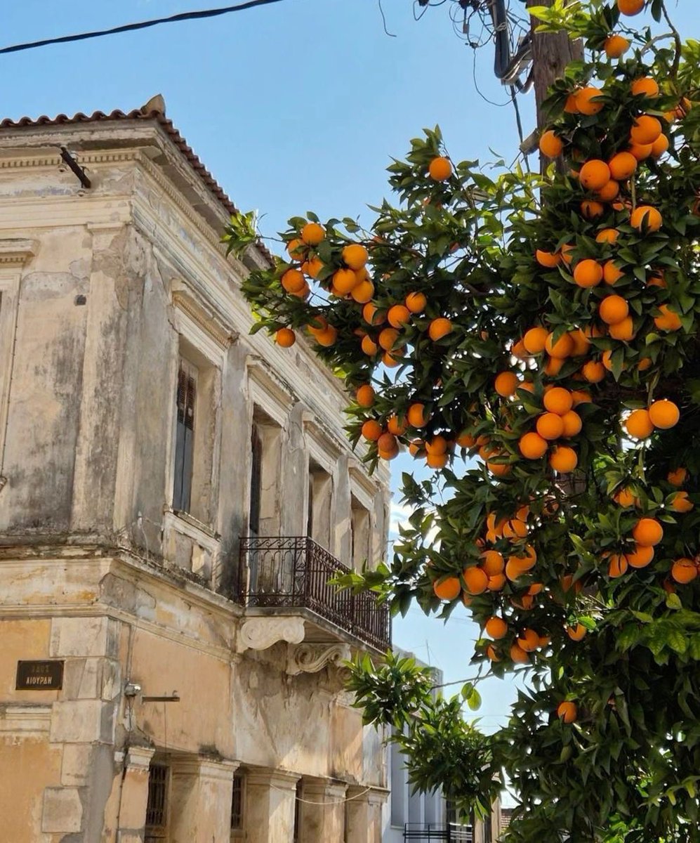 Portakal ağacı olan her yeri seviyorum.