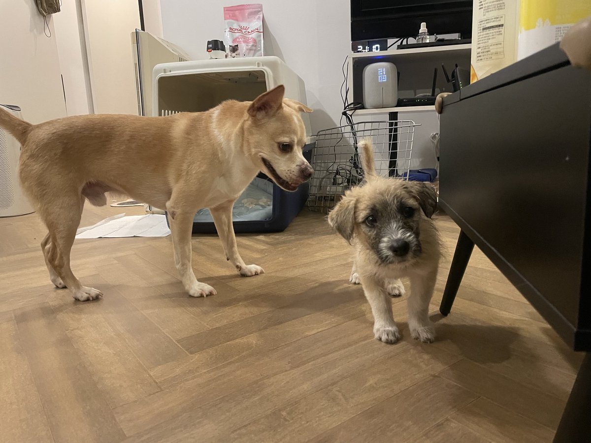 Rt❤️‍🔥
뭄멈머 관심한번 부탁드립니다..🥺
원래 5형제가 철장에 갇혀 유기되어있었는데, 그 중 3마리가 죽은걸 더 지나치지 못하고 혈육이 데려와 임보 중...

3개월추정 자매의 반려인간이 되어주실 분을 구합니다🥹
아주 건강하고 둘 다 너무너무 온순해요 입질zero

조건: 반려견 등록+중성화 수술