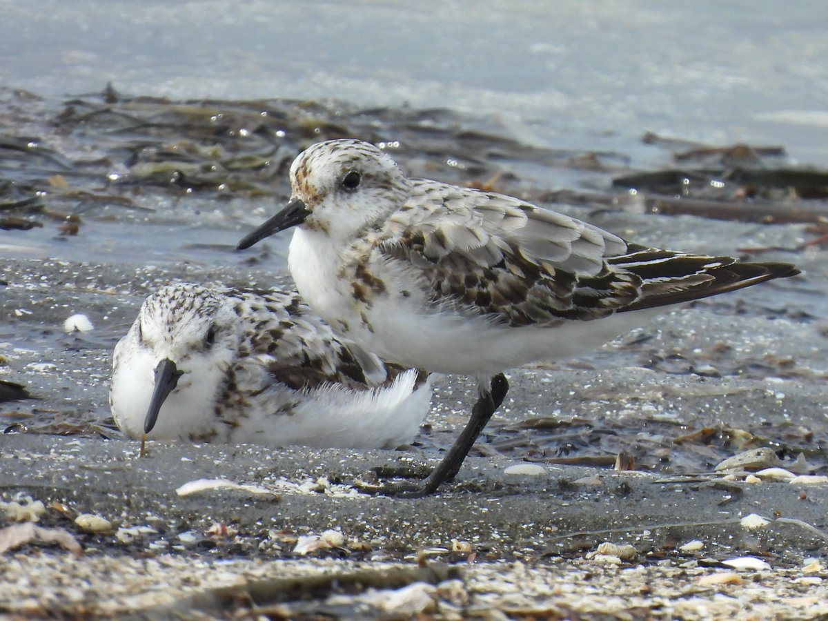 こちらは今朝、船橋の海岸まで足を伸ばして撮ってきたミユビシギの写真。白くてちっちゃくてかわいかったです。茶色いところは夏羽の名残だそうで。ほかにもウミネコにミヤコドリにムナグロなど、普段は見られない鳥がいろいろ見られて大満足でした。