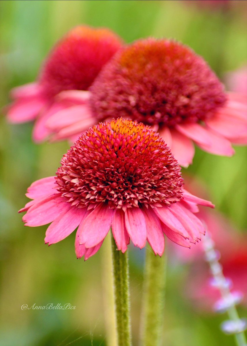 Such an eye-catcher in the garden with her unique double raspberry pink blooms … Echinacea Cara Mia ‘Carmine’🩷🌸 #flowers #gardening
