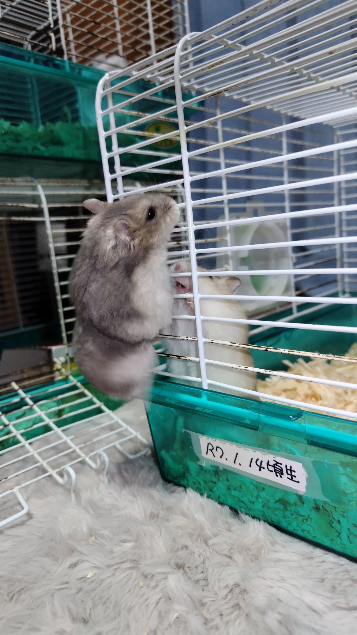 はっしー🐹 on X: 