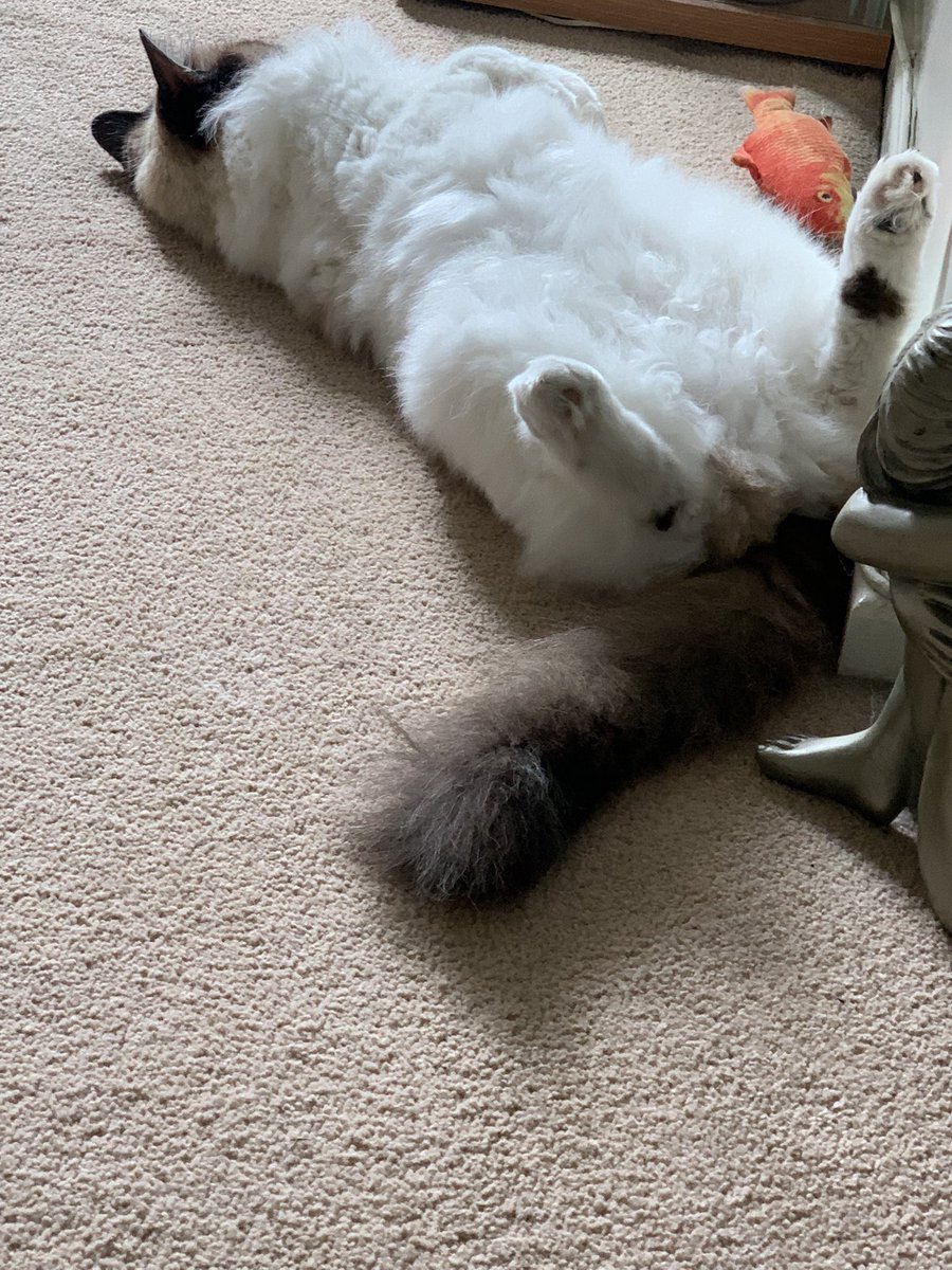 lindacole48's tweet image. The boys tired #Lenny  #ragdoll