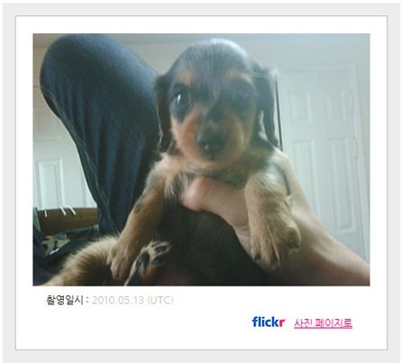 루 강아지별 여행 실컷하다가 아빠 만나~~ 아빠한테 많이 보고싶다구 전해주라