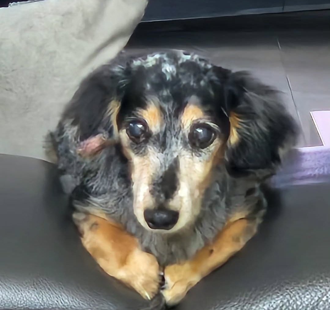 Oh beautiful girl … :( i hope you’re running free over the rainbow bridge, maybe playing silly fetch with jjong again… what a blessing to live for 15 long years… we will look back at the moon and see you with him now too! Rest easy sweet roo …