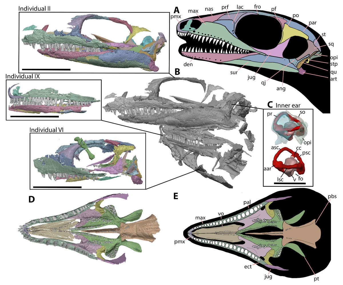 Now published in Peer Community Journal, #paleontology section: Evolutionary assembly of crown reptile anatomy clarified by late Paleozoic relatives of Neodiapsida
peercommunityjournal.org/articles/10.24…