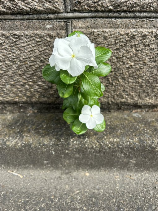 皆さんありがとう😄

 歩いてたら、花さん一人💚 

他の花さんと繋がってるから  寂しくないか🌺

 それにしても隙間が無いところから 

 どうやって伸びたのかなあ🥰

私もこんな生命力欲しい😃‼️