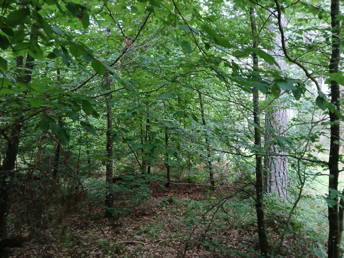 Latvialaisen pyökkimetsän tunnelmaa. Istutettu mäntysuojuspuuston alle 1983. Kasvu ei kovin huikea ja pensasmaista kasvua ilmenee. Poikkeaa mukavasti ympäristöstä.