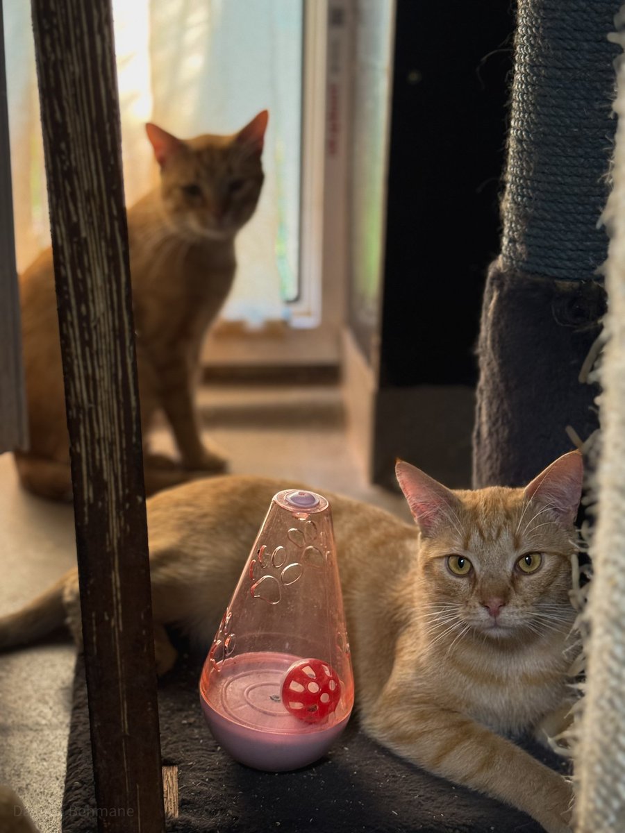 Burvīgie brālīši EKO un OREONS lūkojas mīlošu un atbildīgu saimnieku virzienā. 🐾🧡🐱

facebook.com/share/p/19Qf7w…