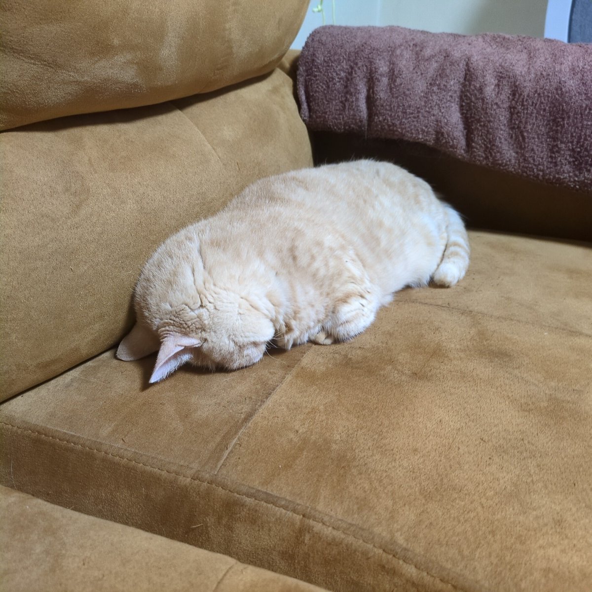 1118uma's tweet photo. 可愛すぎる♥💤💤💤
#マンチカン　#猫のいる生活
#ねこのいる暮らし𓏲𓎨 　
#ねこ落ち選手権 https://t.co/Wxt8ysLTZU