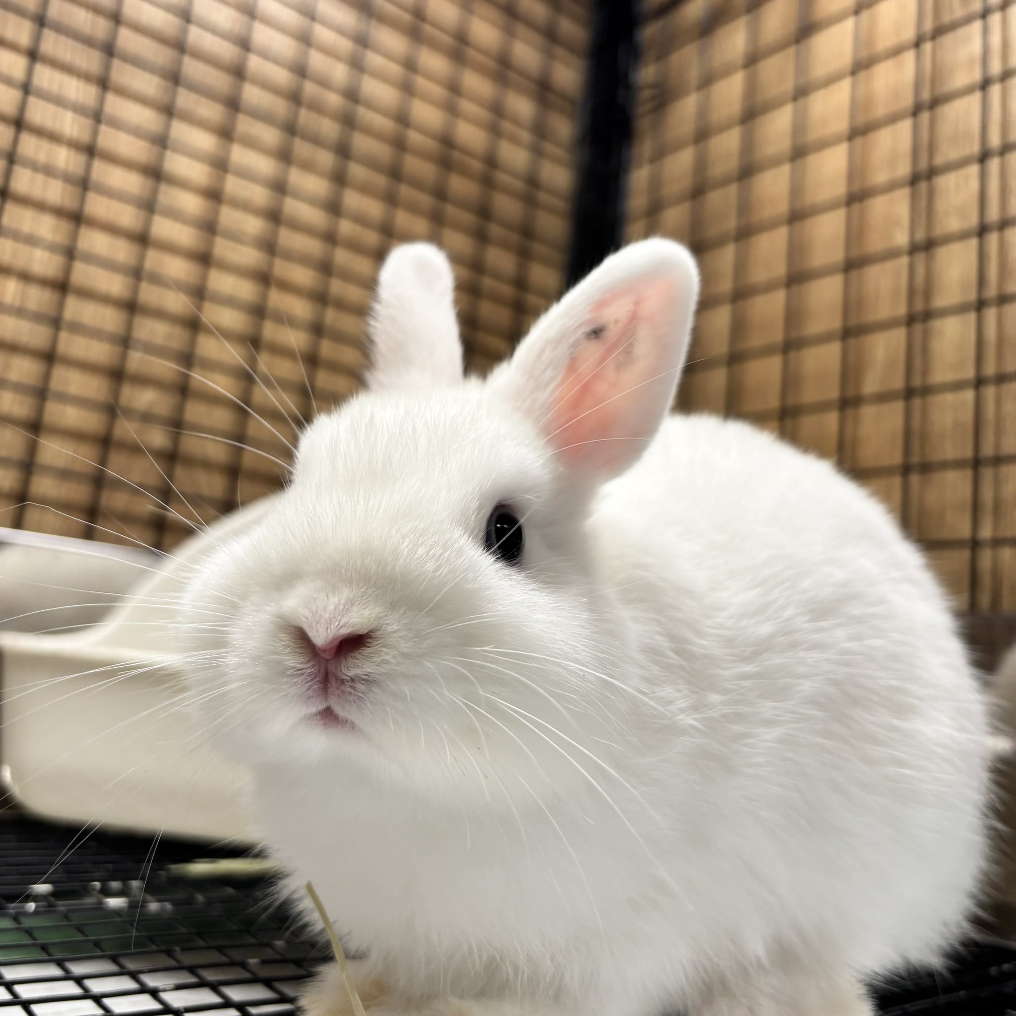 うさぎページ 店頭デビュー中のネザーランドドワーフのBABYちゃんです