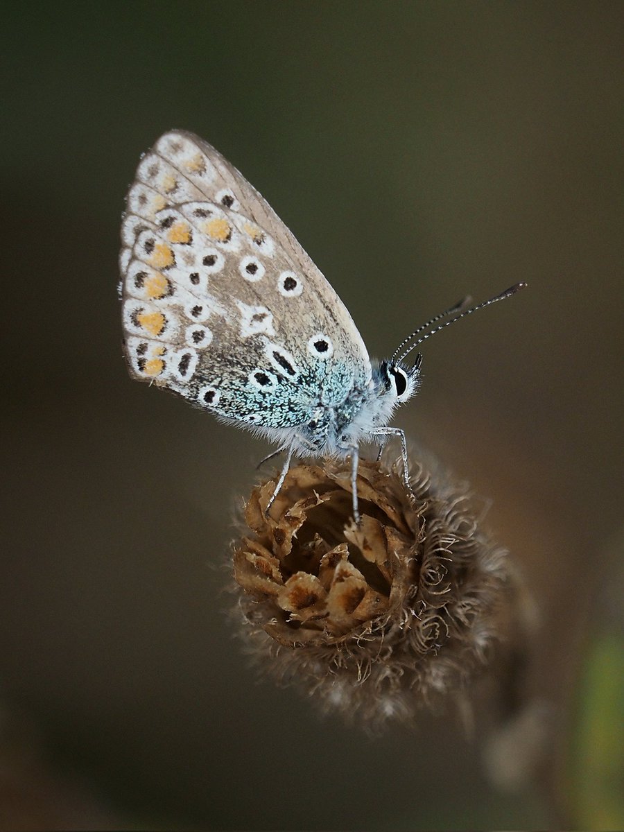 Marta Dobrowolski tweet media