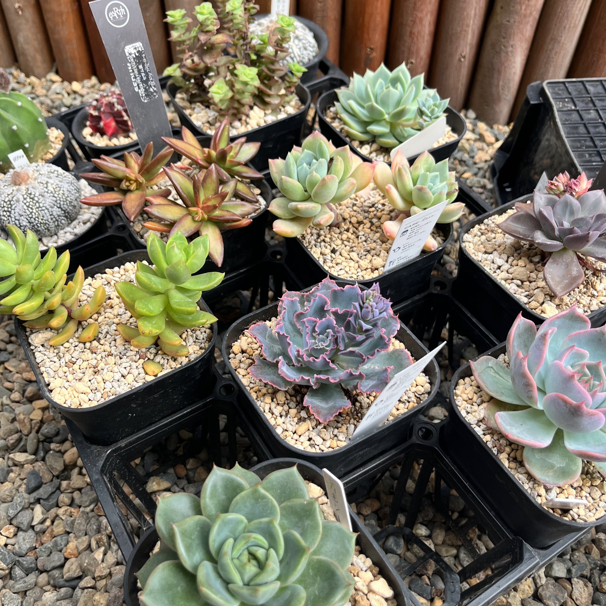 あずこも様　多肉植物棚　DB-BG2 多肉植物棚GAI-8B5（棚＋トレー）