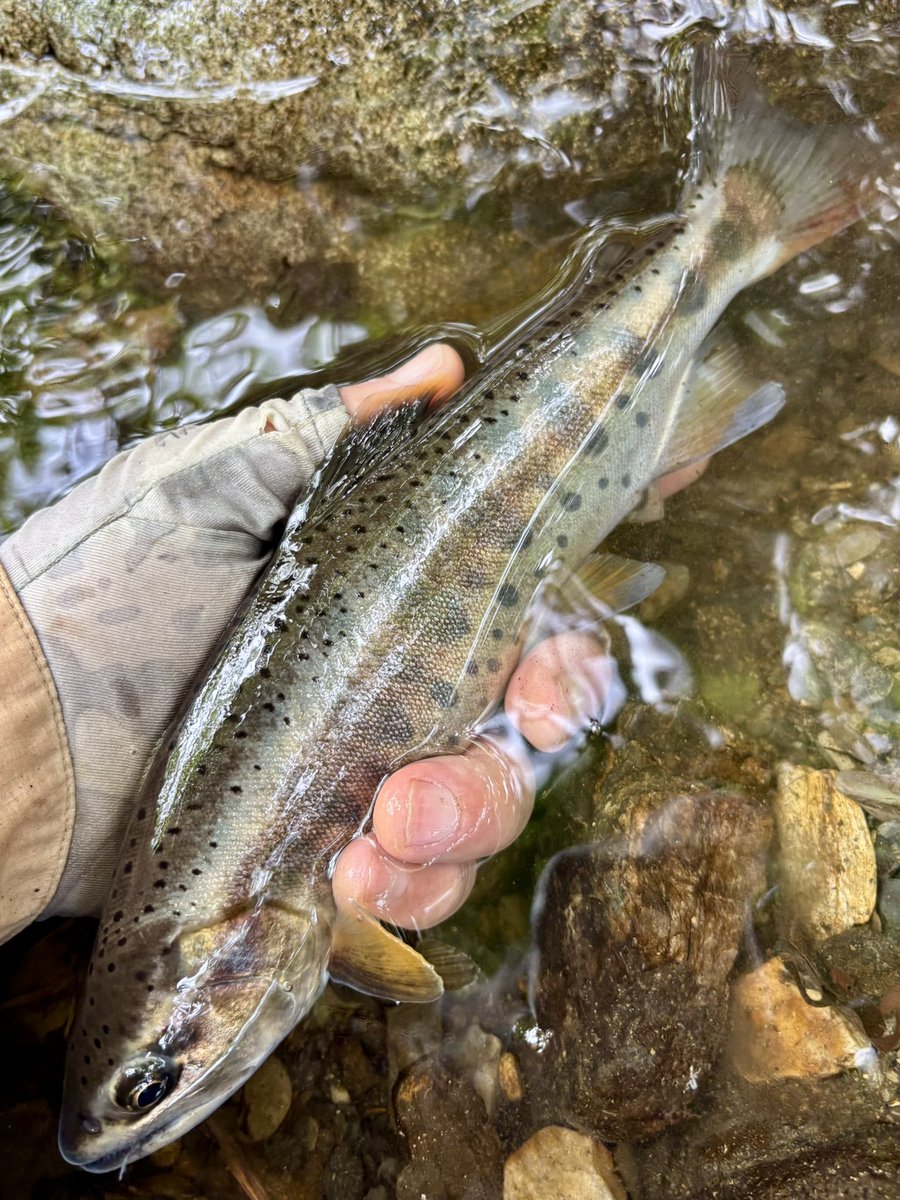 tencho_last1997's tweet photo. 未だ渇水中の本流を諦め上流域へ🎣
沢移動を繰り返してやっとキャッチした秋色ヤマメ🐟🍂
#lurefishing
#exts44ul
#exts464ul
#exts503ul
#exts48xl
#exts52xl
#exts62xl
#山女魚
#山女魚ネット
#ウェットウェーディング
#awayco
#awayco40s
#corence
#corens45s
#wetwading https://t.co/hFNEkqwjoK