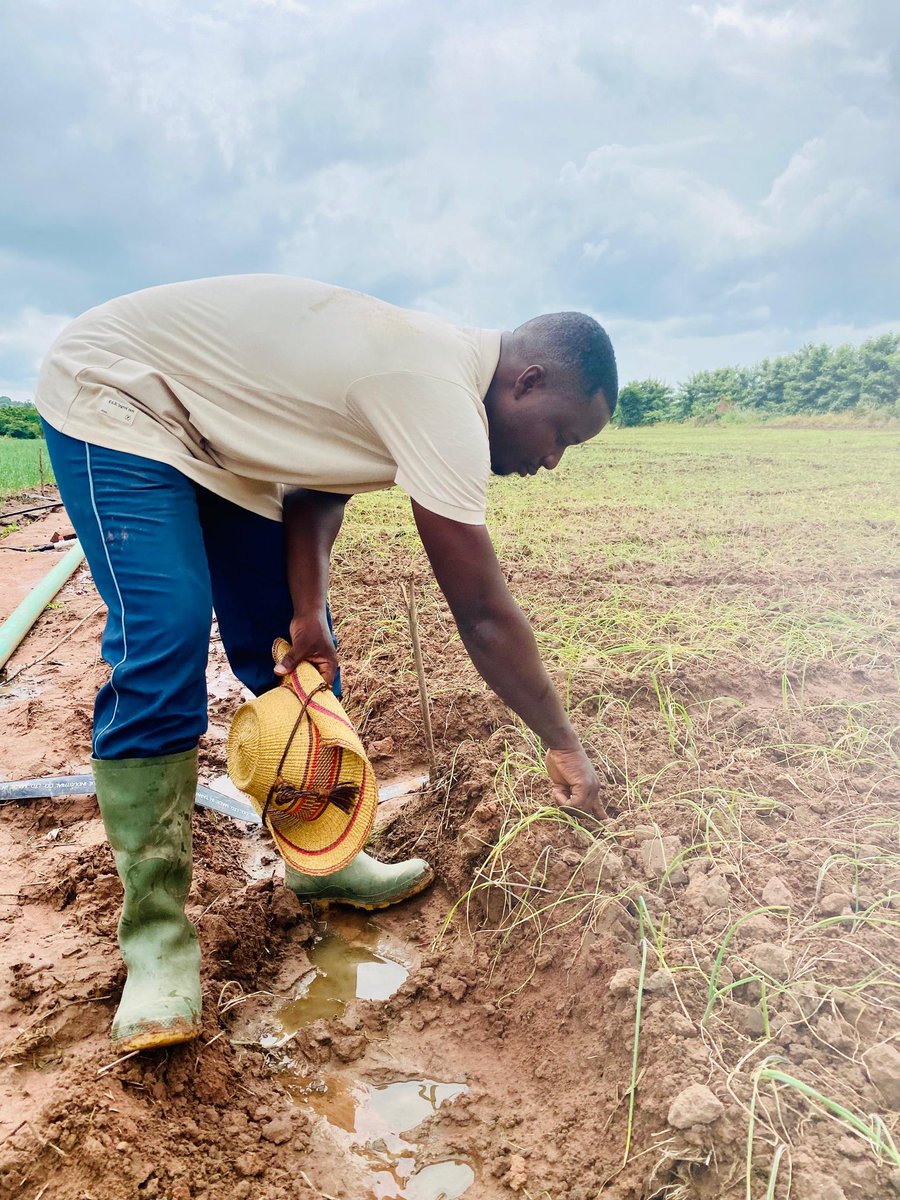 🌱30 Days of Onion Wisdom 

Day 2
🌱 Soil Secret:
Onions grow best in well-drained sandy-loam soil that is rich in organic matter.

Send “ONION” on WhatsApp to 0553831205 to be added to the Clearspring Farms Onion Agribusiness 

#onionfarming
#clearspringfarms
#TheEngineerFarmer
