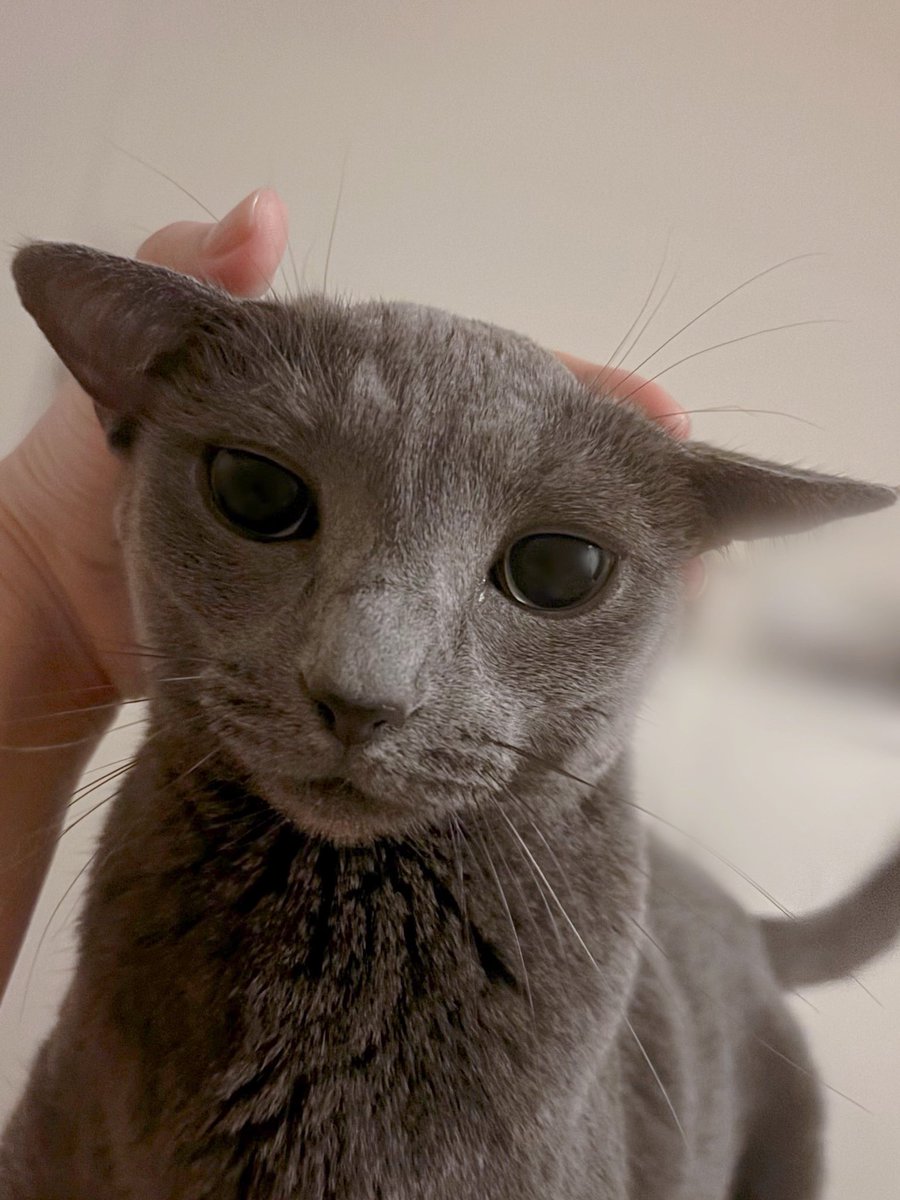 昨日夜中なのにあまりにも「かまって」が激しかったので、ヨーダにしてやりました。
まいったか…！