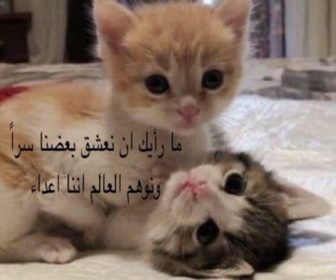 ميمزاوي باشا (@memesawyy) on Twitter photo 