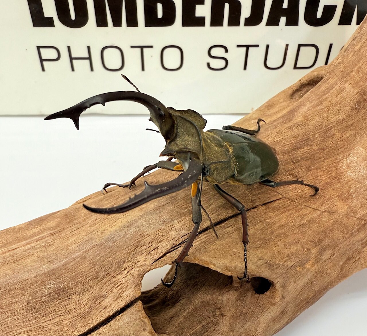 LUMBERJACK（ランバージャック） on X: 