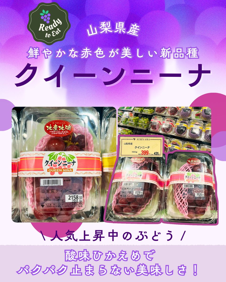新品種ぶどう「クイーンニーナ」🍇 ほとんど市場に出回らない“幻の