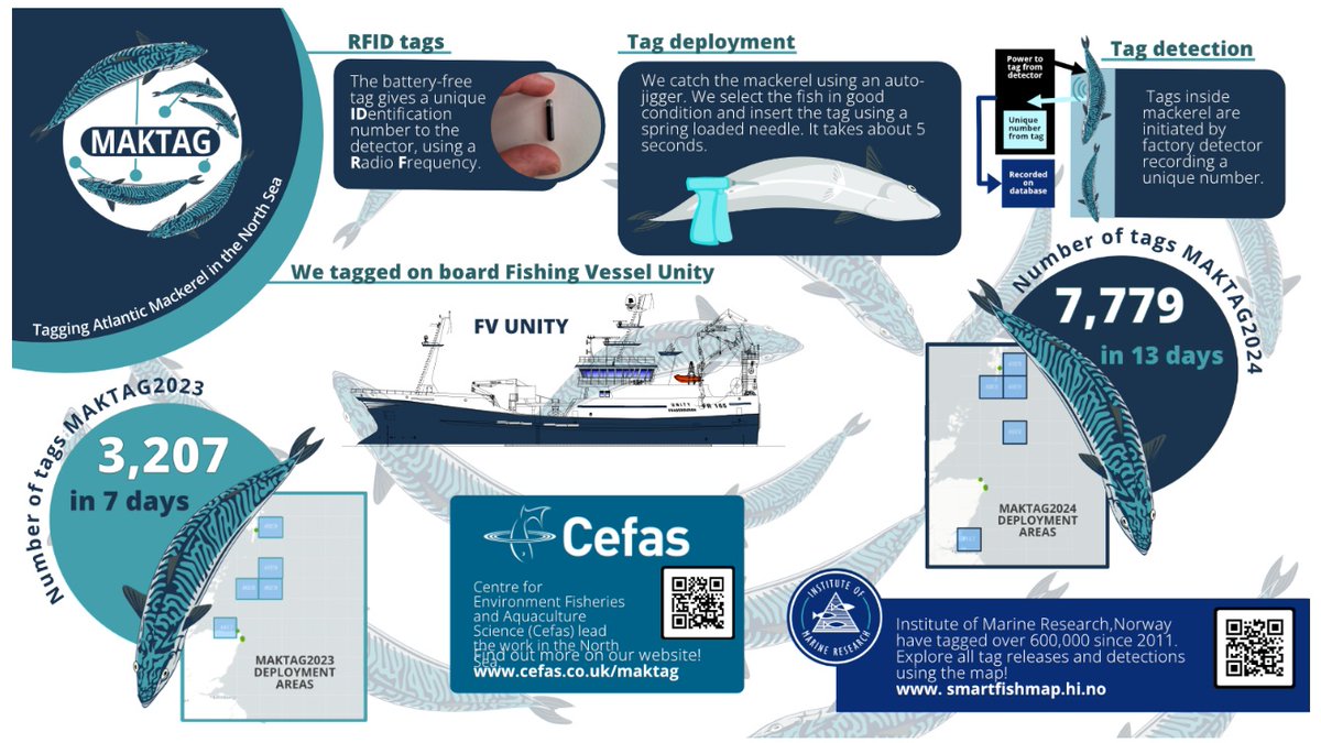 Atlantic mackerel are an international valuable species for commercial and recreational fishers. To increase understanding of their movement across the north Atlantic region, Cefas have been inserting tags to track their migrations. Find out more here- cefas.co.uk/maktag