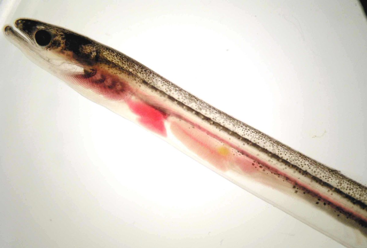 CSIC (@csic) on Twitter photo 🐟La anguila, al borde de la extinción por su escasez y por el deseo humano de exclusividad
🎣Un desmesurado alza acelerado de su precio está a punto de llevar a esta especie a su desaparición definitiva, según un equipo de la <a href="/ebdonana/">Estación Biológica de Doñana - CSIC</a>
#Reportaje 👉 tiny.cc/qbsr001 🐟La anguila, al borde de la extinción por su escasez y por el deseo humano de exclusividad
🎣Un desmesurado alza acelerado de su precio está a punto de llevar a esta especie a su desaparición definitiva, según un equipo de la <a href="/ebdonana/">Estación Biológica de Doñana - CSIC</a>
#Reportaje 👉 tiny.cc/qbsr001