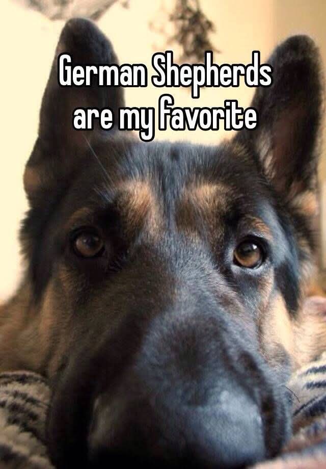 German Shepherd (@ger_manshepherd) on Twitter photo 