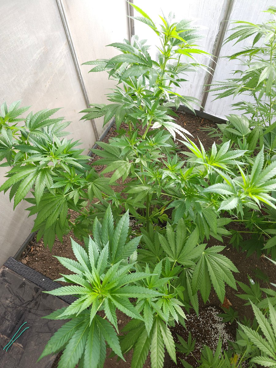 Fast Version B by <a href="/SuperSativa1985/">Super Sativa Seed Club</a> 
Plant 1. Also beastly.