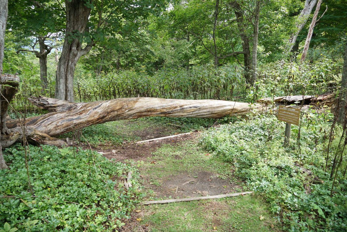 今日は洞爺湖遊覧船で中島へ。2枚目カラマツ林、3枚目大平原、4枚目アカエゾマツ倒木を散策しました。