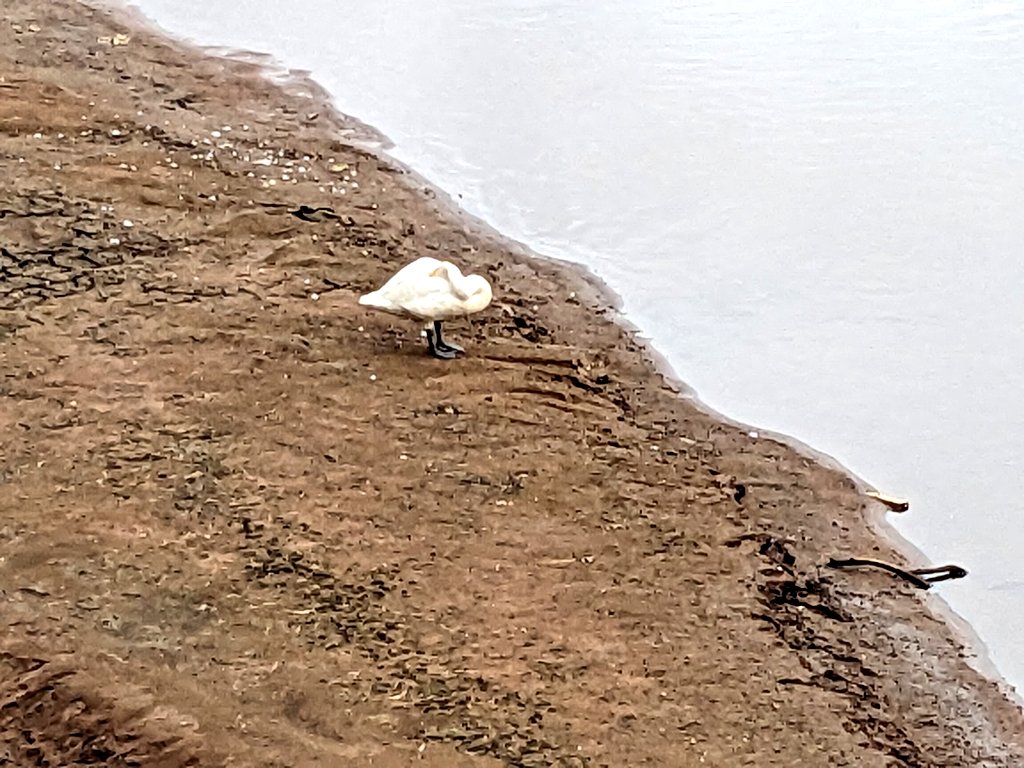 七飯町鶴野。七飯駅の裏のほう。久根別川。
いたのは白鳥とガチョウ。シロサギは逃げたけど、アオサギ？や鴨ももいる鳥天国です。

撮ってるうちに白鳥は寝る始末。