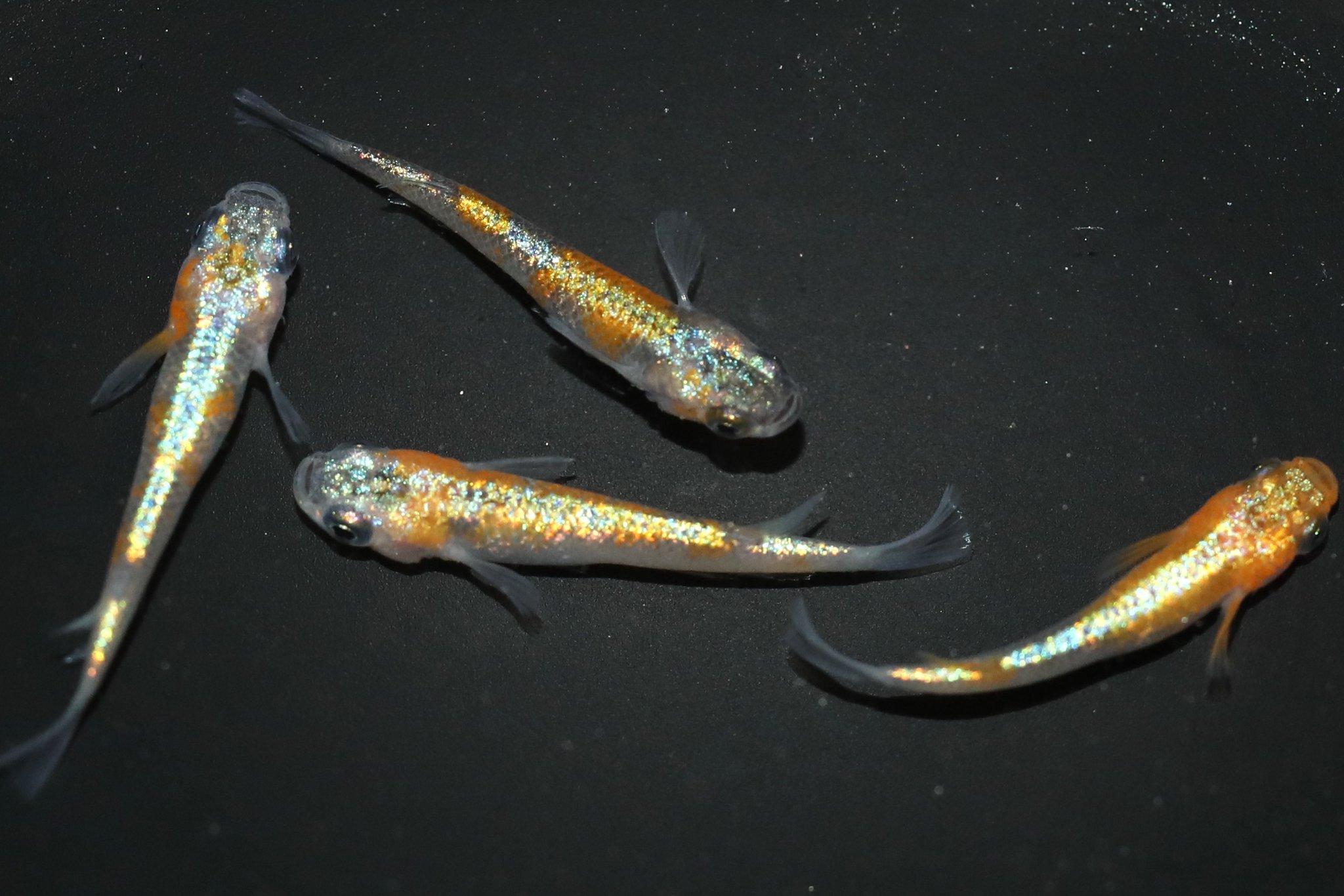 すとふぇす コレカ メタカ めだかの館【公式】 on X: 