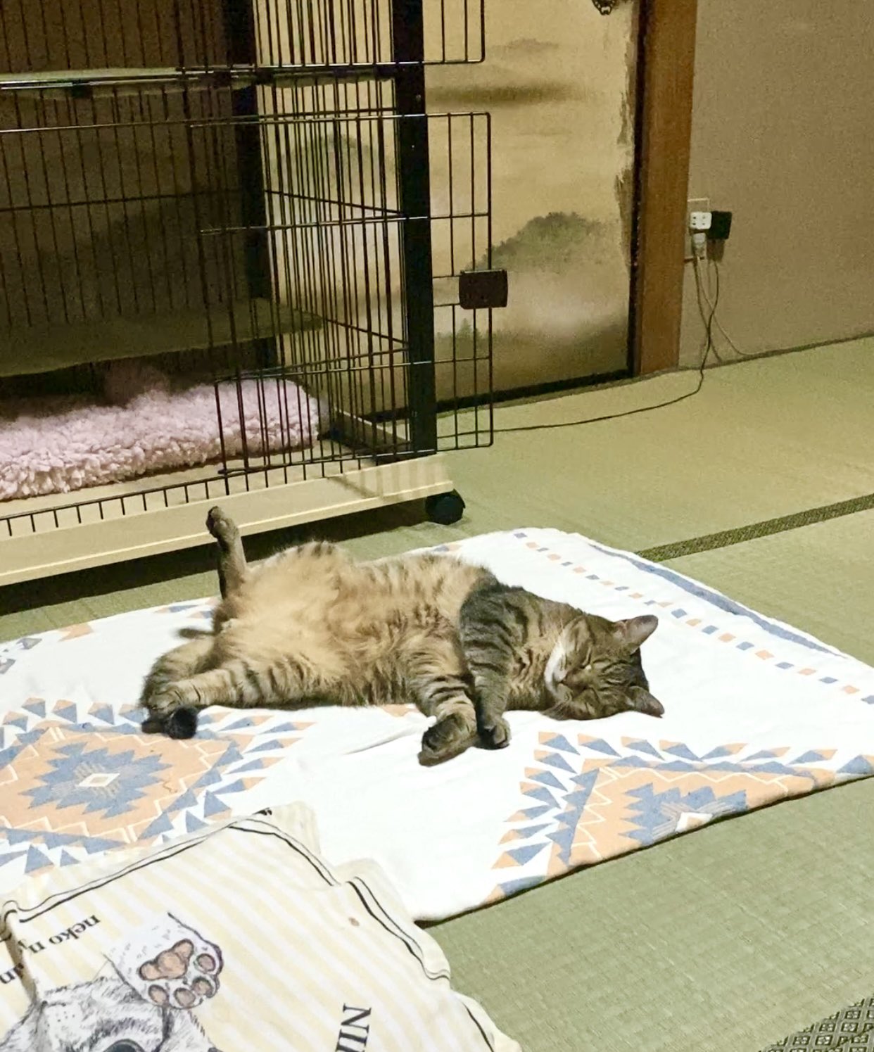 ねこ ページ 71KKQd79G+L._AC_UL210_SR210,