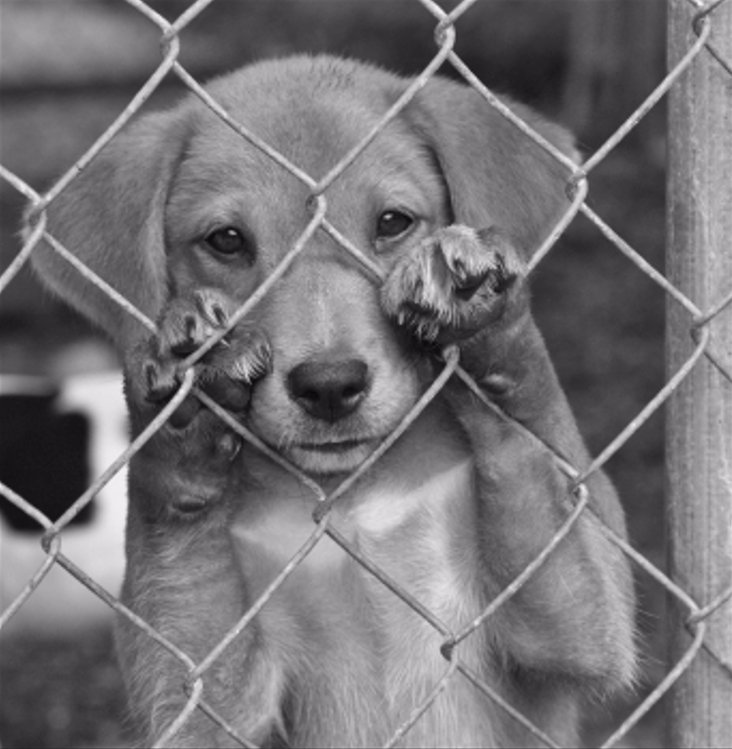 İnsana rast gelesiniz! 
 İnsan insanda ziyan olurken hayvanlar ve doğa da rast gelemediği insanlar yüzünden ziyan oluyor...  

Sokak Hayvanları Sahipsizler... 
#TürkiyedeKatliamVar