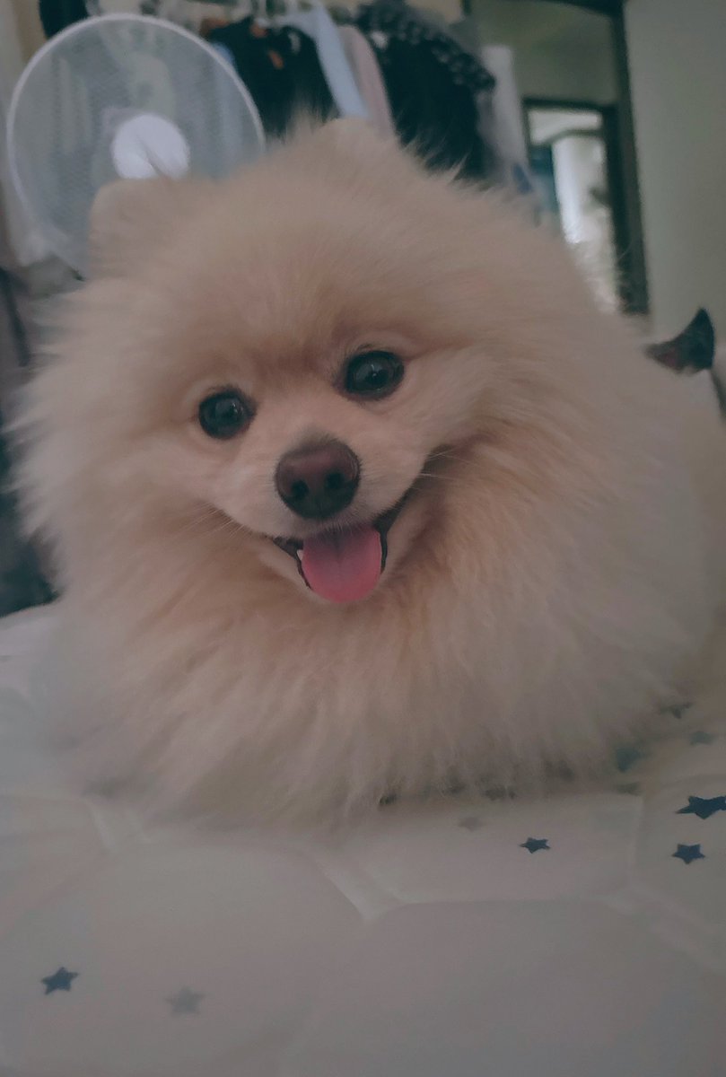 小太郎☆ちょいデカポメラニアン (@kotaro1221una) / Posts / X