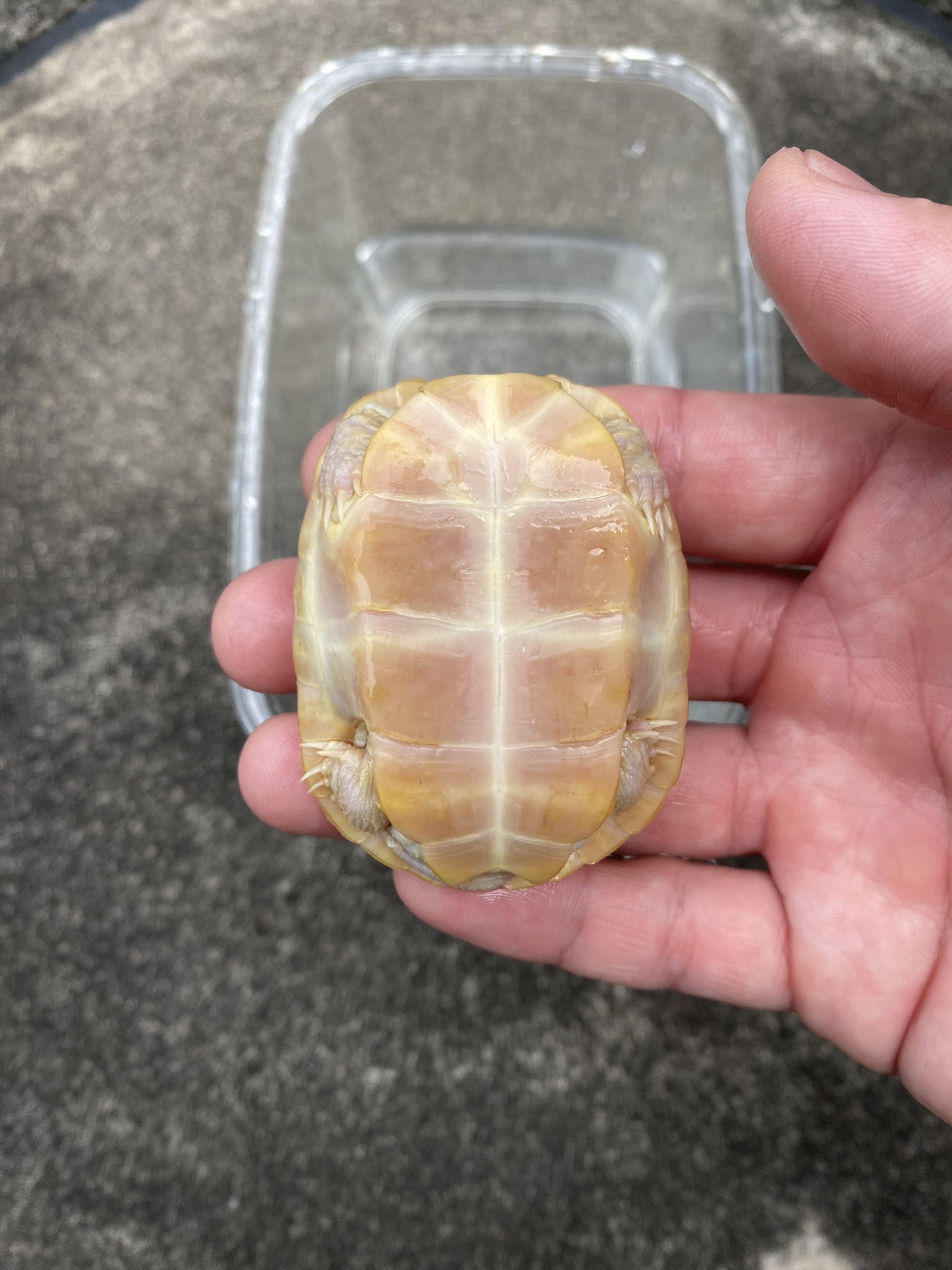 レア‼️剥製本物‼️ケヅメリクガメ？頭、手足、腹付き❗1点のみ❗貴重‼️甲高‼️ ケヅメリクガメ - from SCRATCH