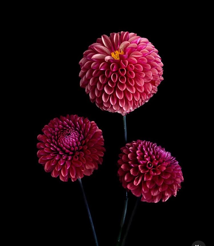 WordsmithMarcJ's tweet image. Beautiful🌷

@my_botanical_heart