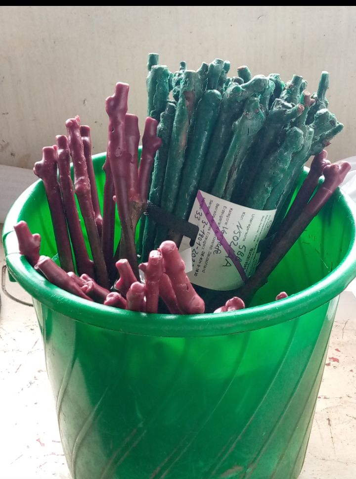 MichelOfficial_'s tweet photo. #GrapesFarming🍇
I know, most of you consume a wine 🍷!!!
Did you know how it is grown??
Nevermind, I have shared with you some pictures that show grapes development from cuttings up to mature grapes 🍇 ready to harvest respectively.
Let's #InvestInAgriculture. https://t.co/u4jIsvfalY