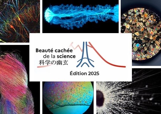 L'appel à candidatures 2025 du concours d'images scientifiques « Beauté Cachée de la #Science » est désormais ouvert !

🏆 À la clé : un billet d’avion aller-retour Paris–Tokyo !